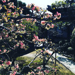 【京都ぶらり】学問の神様・菅原道真ゆかり『北野七保』のお堂も「成願寺」