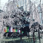 【2021京都桜】枝垂桜散り始め☆オフィス街のいけばな発祥地「頂法寺（六角堂）」