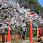 【京都桜2021】京都らしい風情が楽しめる竹中稲荷神社・六孫王神社【京都花めぐり】