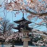 【京都お花と寺社・春】左京区編～真如堂・桜＆霊鑑寺門跡・椿＆哲学の道・桜並木～