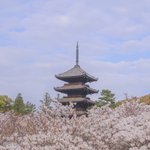 【京都桜2021】桜の季節終盤に楽しめる御室桜が魅力「御室仁和寺」【京の花めぐり】