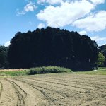【京都ぶらり】田園に出現する大型前方後円墳☆京丹後の古代ロマン「黒部銚子山古墳」
