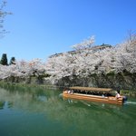 【京都桜2021】岡崎疏水と十石舟・蹴上周辺の桜【京の花めぐり】