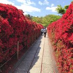 【京都花】まさに絶景！境内を真っ赤に染め上げるキリシマツツジ見頃「長岡天満宮」