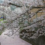 【京都 桜回顧2021】銀閣寺エリアの「哲学の道」～桜と花筏（はないかだ）～