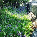 【京都の花】応仁の乱 勃発地！季節の花『一初』も見頃☆皇室ゆかり「上御霊神社」