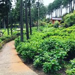 【京都の花】京都随一の『あじさい寺』6月開始予定ライトアップも準備中「三室戸寺」