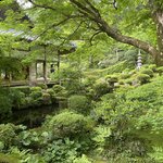 【京都観光】癒される♩今が見頃、美しい新緑の青もみじ『三千院』