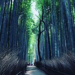 【京都ぶらり】初夏の嵯峨・嵐山をパトロール☆渡月橋～竹林の小径～御髪神社