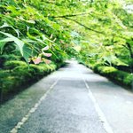 【京都ぶらり】嵯峨嵐山・小倉山の青もみじ名所☆俳優 田村正和さんゆかり「二尊院」