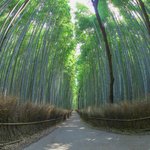 【京都嵐山】鳥のさえずりが響き渡る静かなる絶景「竹林の小径」【撮影スポット】