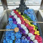 【あじさいウイーク】約5000株の紫陽花と花手水が楽しめる「柳谷観音楊谷寺」【京都花めぐり】