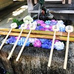 【京都の花】境内は3500本の紫陽花祭☆花手水必見のあじさい名所「藤森神社」