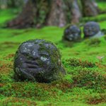 【京都花めぐり】〜初夏の三千院〜苔と紫陽花とわらべ地蔵