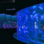 【京都】家族で♪ デートで♪ 涼しい『京都水族館』で楽しもう【夏休み】