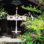 【季節の花】境内に500株ある『萩』も開花☆京都三名水の井戸も「梨木神社」