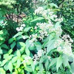【京都の花】絶滅危惧種☆京都御苑の新設バリアフリーに秋の七草『藤袴（フジバカマ）』