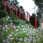 【京都花めぐり】SNSでよく見かけるコスモスと鳥居ってどこ？嵯峨広沢「遍照寺」