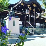 【京都の花】陰陽師 安倍晴明祀る桔梗の社☆最新おみくじや消毒液が話題「晴明神社」