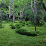 【嵐山嵯峨野】美しい緑の庭園とアサギマダラに癒される「祇王寺」【京都庭園めぐり】