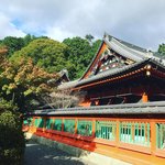 【2021京都紅葉最新】石段の絶景赤絨毯でおなじみ！疏水の秋桜は終盤「毘沙門堂」