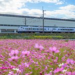 【京都花めぐり】可愛い風景、思わず笑顔に(^^)　コスモス畑とハローキティはるか