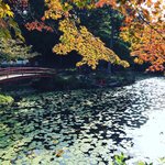 【2021京都紅葉】洛西の穴場スポット☆睡蓮池を縁取るグラデーション「大原野神社」