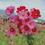 【亀岡夢コスモス園】閉園前のお楽しみ♪ 可愛いコスモス無料摘み取り体験で癒やされよう