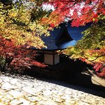 【2021京都紅葉】石段から見下ろす『そうだ京都、行こう。』の絶景見ごろ「神護寺」