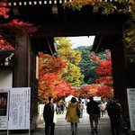 【2021京都紅葉最新】絶賛錦秋中☆洛東の紅葉名所をぐるっとパトロール【厳選9か所】