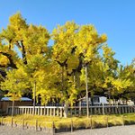 「お西さん（西本願寺）」の大イチョウが鮮やかに映える【昭和男子の京都時空紀行】