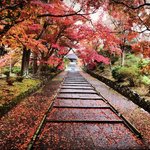 【2021京都紅葉最新】雨の日こそ訪れたい☆石段『赤絨毯』でおなじみ「毘沙門堂」