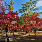 京の紅葉巡りは自転車で行こう。国宝指定第1号の仏像の寺は「紅葉狩り」の穴場！【昭和男子の京都時空紀行】