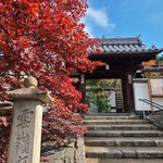 まだ間に合う京の紅葉！「東福寺」散もみじも絶景！森の案内人に案内していただきました。