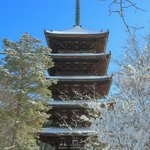 【雪の京都】雪景色の五重塔や雪の華を咲かせた御室桜が美しい「御室仁和寺」【世界遺産】