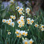 【京都花めぐり】静寂と冬のお花が楽しめます「平野神社」