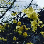 【京都季節の花】春を告げる『蝋梅』黄色と珍しい『寒咲き菖蒲』紫色の共演「大蓮寺」