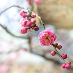 「早咲き梅が見頃」雪月花の三庭苑の一つ『花の庭』を再興、公開中【京都・北野天満宮 梅苑】