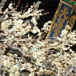 【京都の梅】天神さんが華やかに賑わう季節の到来「北野天満宮」【花めぐり】
