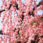 【見頃！】美しいしだれ梅が見事に咲き誇る、唯一無二の風景「城南宮」【京都花めぐり】