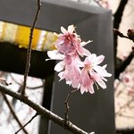【2022京都の桜】京都市役所スグのオフィス街に咲く桜☆癒やしスポット「御池桜」
