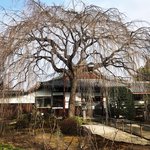 【京都ぶらり】早咲き枝垂れ桜の穴場的名所に開花パトロール☆徳川吉宗ゆかり寺院「本満寺」
