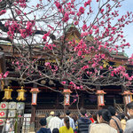 【京都の梅】青空の下、ふんわりやさしい春の訪れ『北野天満宮』