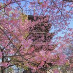 【京都桜2022】見頃の河津桜と夜桜ライトアップについて「世界遺産　東寺」【京都花めぐり】
