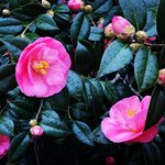 【春の京都】豊臣秀吉ゆかりの『五色八重散椿』絶賛開花中☆椿寺の異名をもつ「地蔵院」