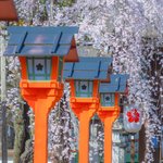 【桜の京都】桜の名所は希少種・固有種の宝庫「平野神社」【京都花めぐり】