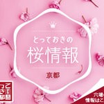 【とっておきの京都】3つの密を避ける！京都ツウにおすすめの”穴場”桜スポット第一弾！！