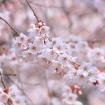 【京都桜2022】「京都御苑」の糸桜が見頃を迎えています【京都花めぐり】