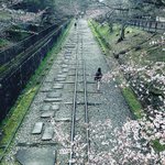 【2022京都桜最新】開花パトロール☆南禅寺～蹴上インクライン～清流亭～哲学の道～法然院