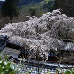 【京都桜2022】歴史ある一本桜。見事に咲き誇りました「大原野 十輪寺」【京都花めぐり】